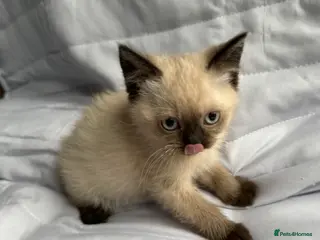 British Shorthair cats Last Pedigree BSH British cat kitten - Advert 15