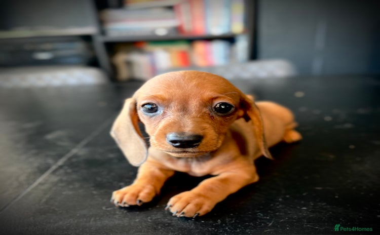 Miniature Dachshund dogs - Advert 4