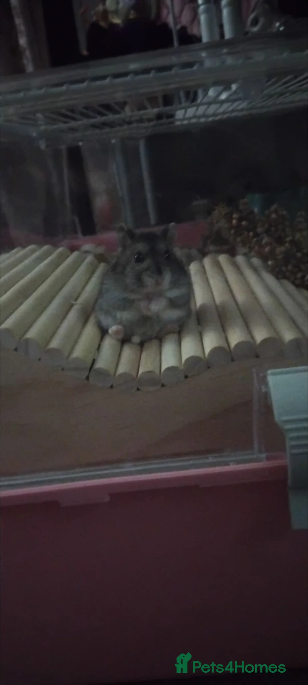 Hamster rodents for sale: Puddin in Heathfield - Advert 2