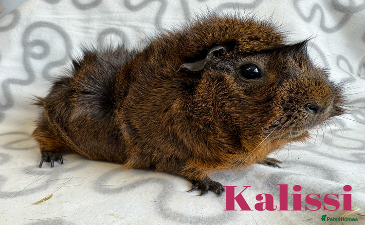 Guinea Pig rodents - Advert 19