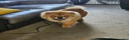 Chow Chow dogs for stud: FOR STUD - Male Chow Chow in Sheffield  - Advert 5