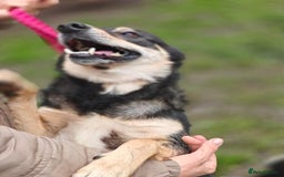 Mixed Breed dogs for adoption: 💖🐶 MARGOSHA 🐶💖 - Image 10