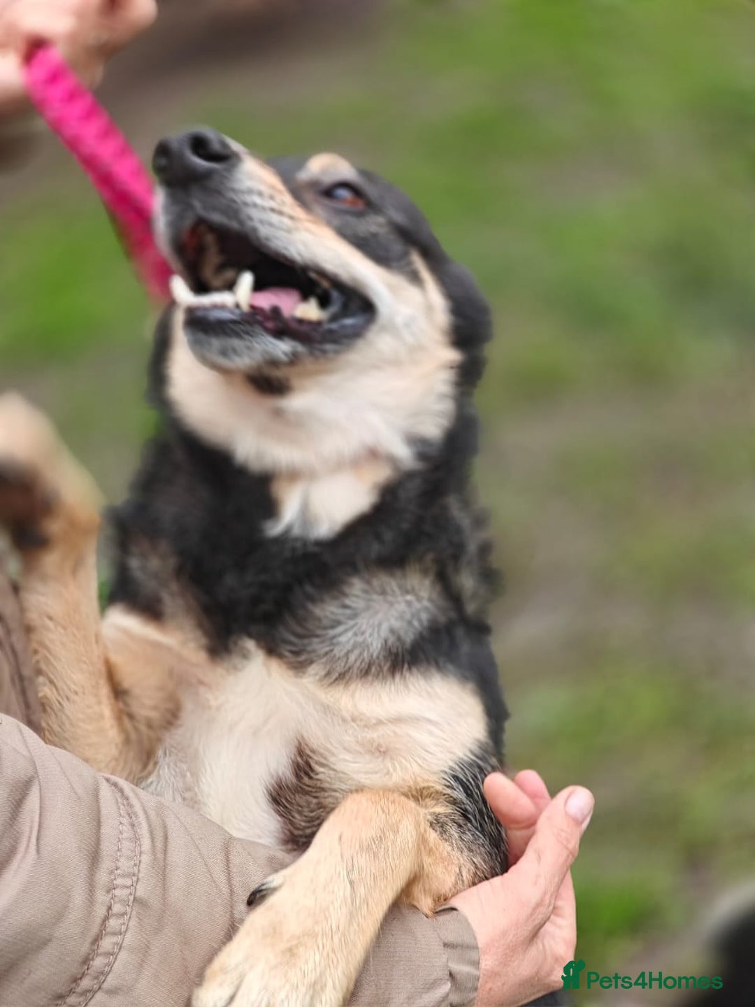 Mixed Breed dogs for adoption: 💖🐶 MARGOSHA 🐶💖 - Image 10
