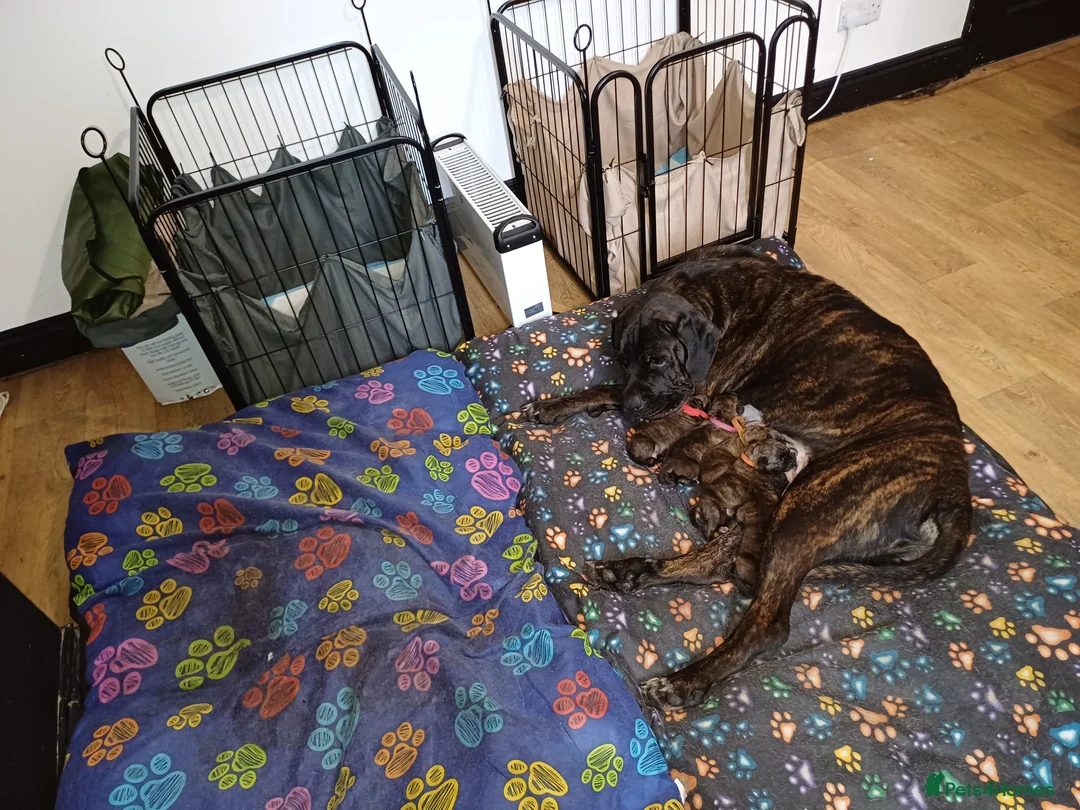 Mixed Breed dogs for sale: CANE CORSO X PRESA CANARIO PUPS £750 - Advert 3