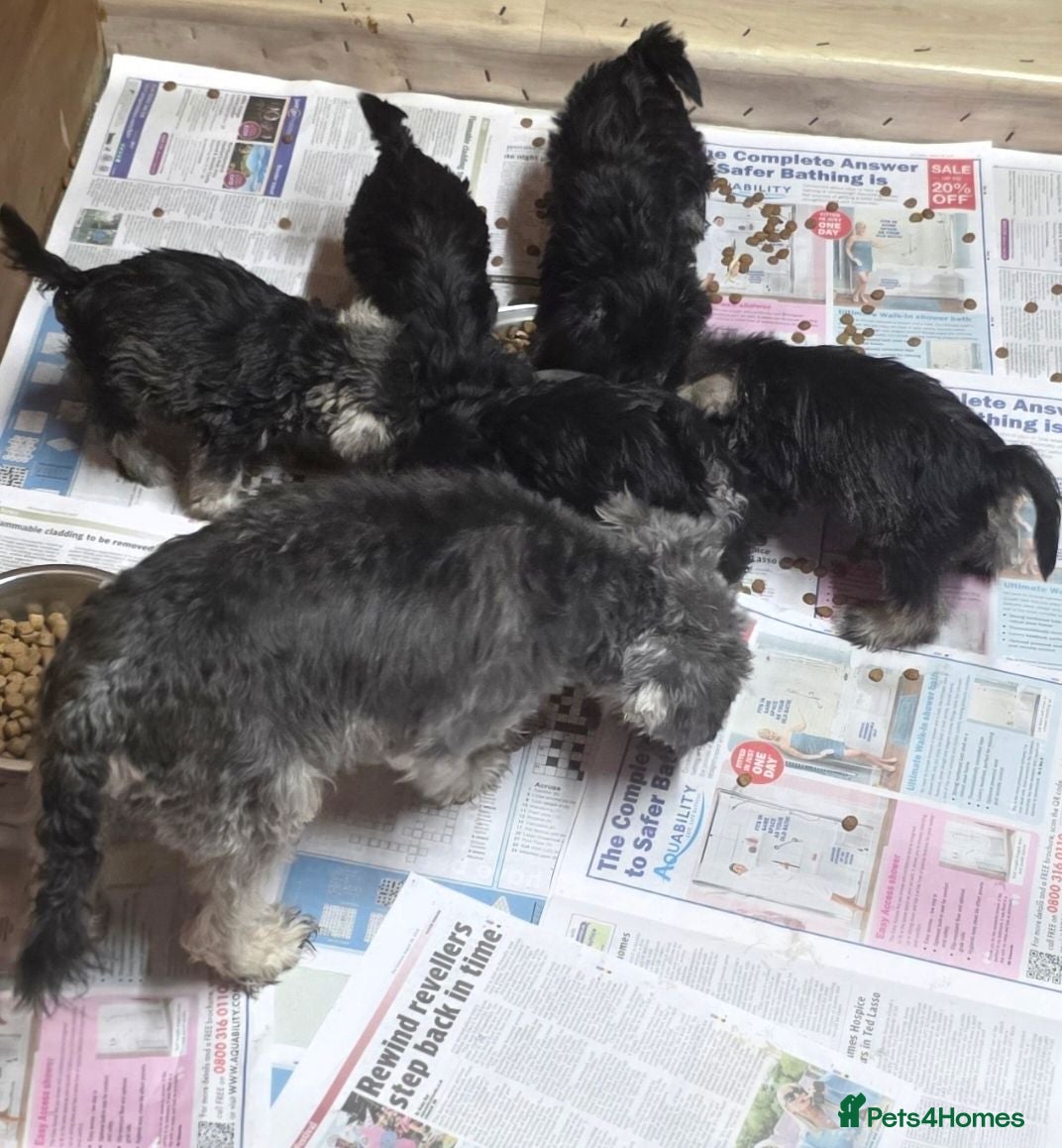 Miniature Schnauzer dogs Miniature schnauzer puppies - Advert 1