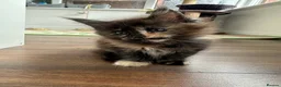 Maine Coon cats for sale: Kittens main coon in Nottingham - Advert 1