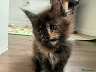 Maine Coon cats Kittens main coon in Nottingham - Advert 1