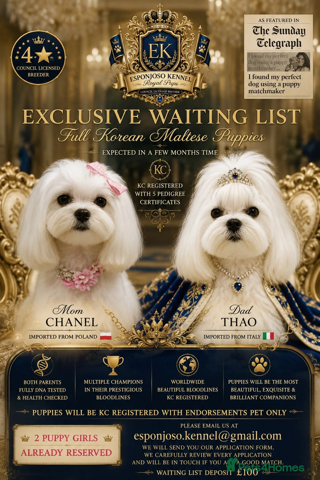 Maltese dogs for stud: 👑Exquisite KC Korean Maltese Stud DNA Clear👑 - Advert 2