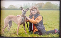 Whippet dogs for sale: Quality KC reg Whippet Puppies - Image 36