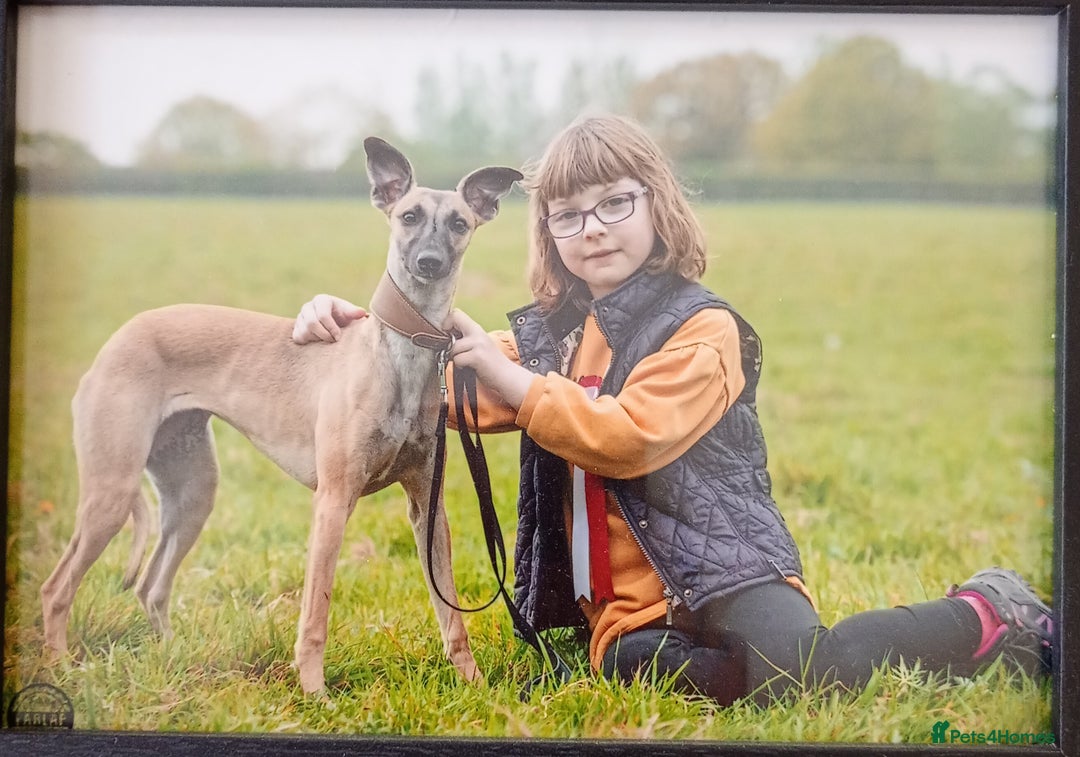Whippet dogs for sale: Quality KC reg Whippet Puppies - Image 36