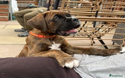 Boxer dogs for sale: Only 1 remaining! KC Boxer Puppies - Image 5