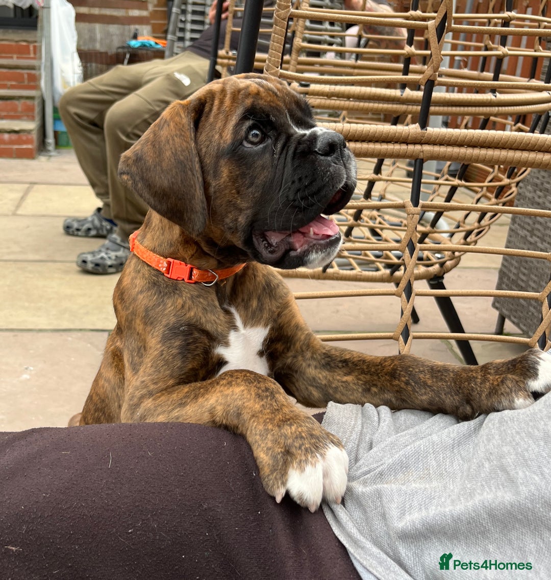 Boxer dogs for sale: Only 1 remaining! KC Boxer Puppies - Image 5