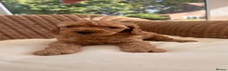 Cockapoo dogs for sale: Outstanding cockapoo puppies  - Advert 30