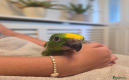 Parrots birds for sale: Hand Reared Baby Yellow Crowned Amazons For Sale - Image 3