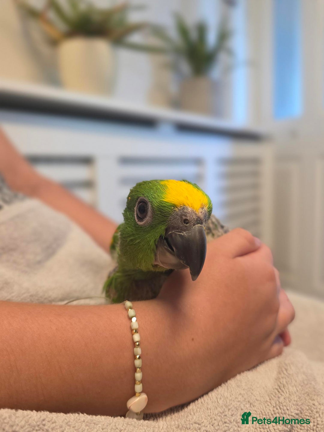Parrots birds for sale: Hand Reared Baby Yellow Crowned Amazons For Sale - Image 3
