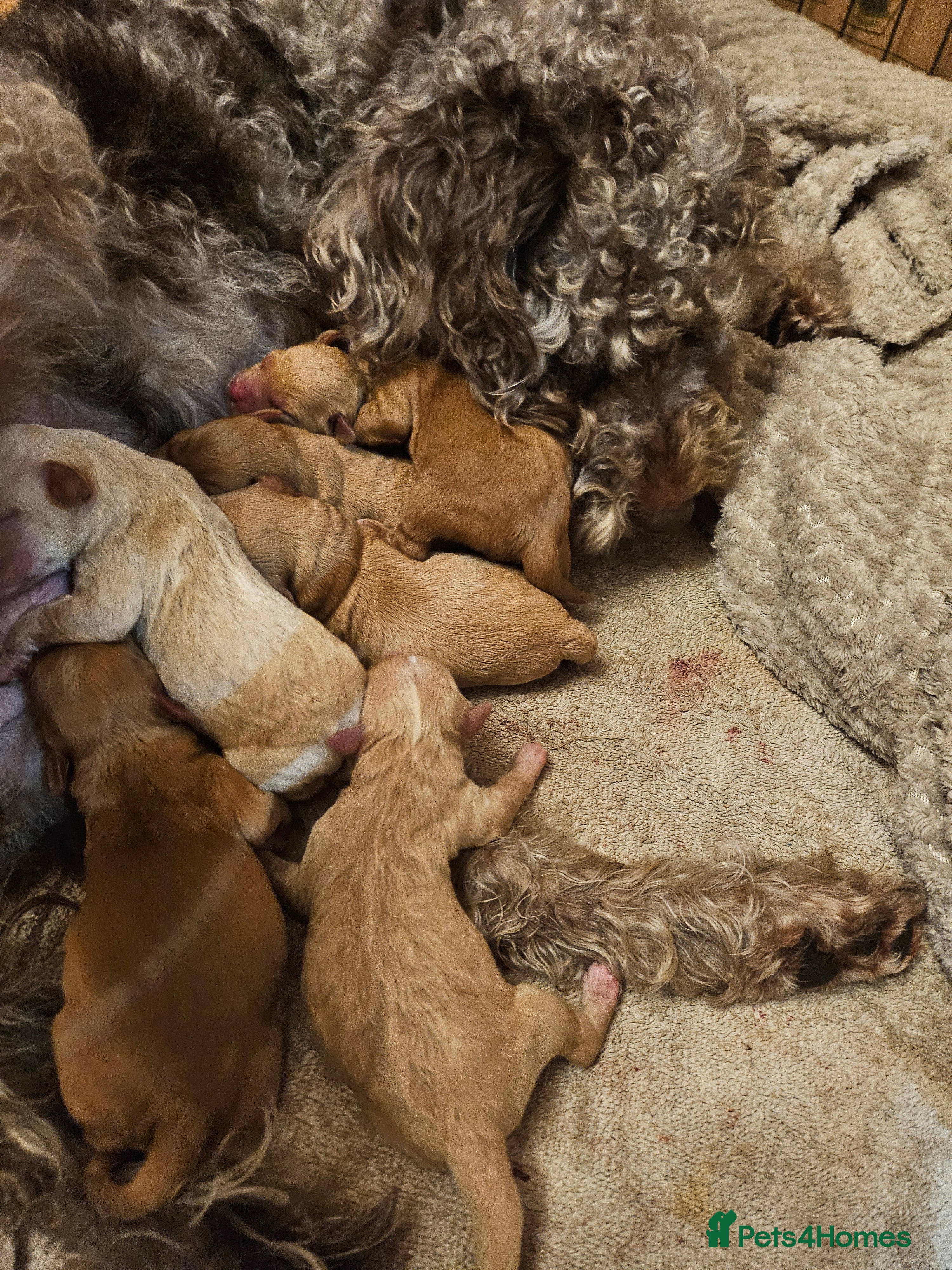 Mixed Breed dogs Australian Labradoodle Puppies - Advert 1
