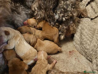 Mixed Breed dogs Australian Labradoodle Puppies - Advert 18