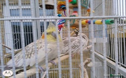 Cockatiels birds for sale: Cockatiels to a good home - Image 1