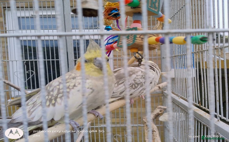 Cockatiels birds - Advert 11