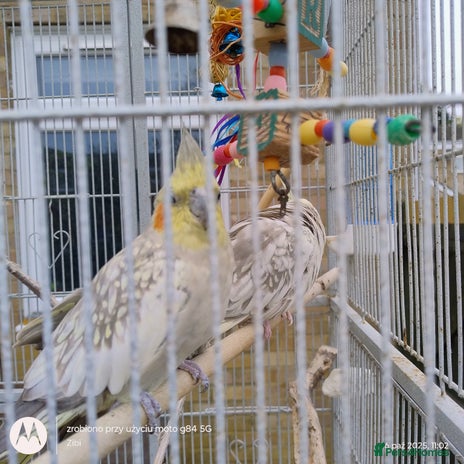 Cockatiels birds - Advert 2