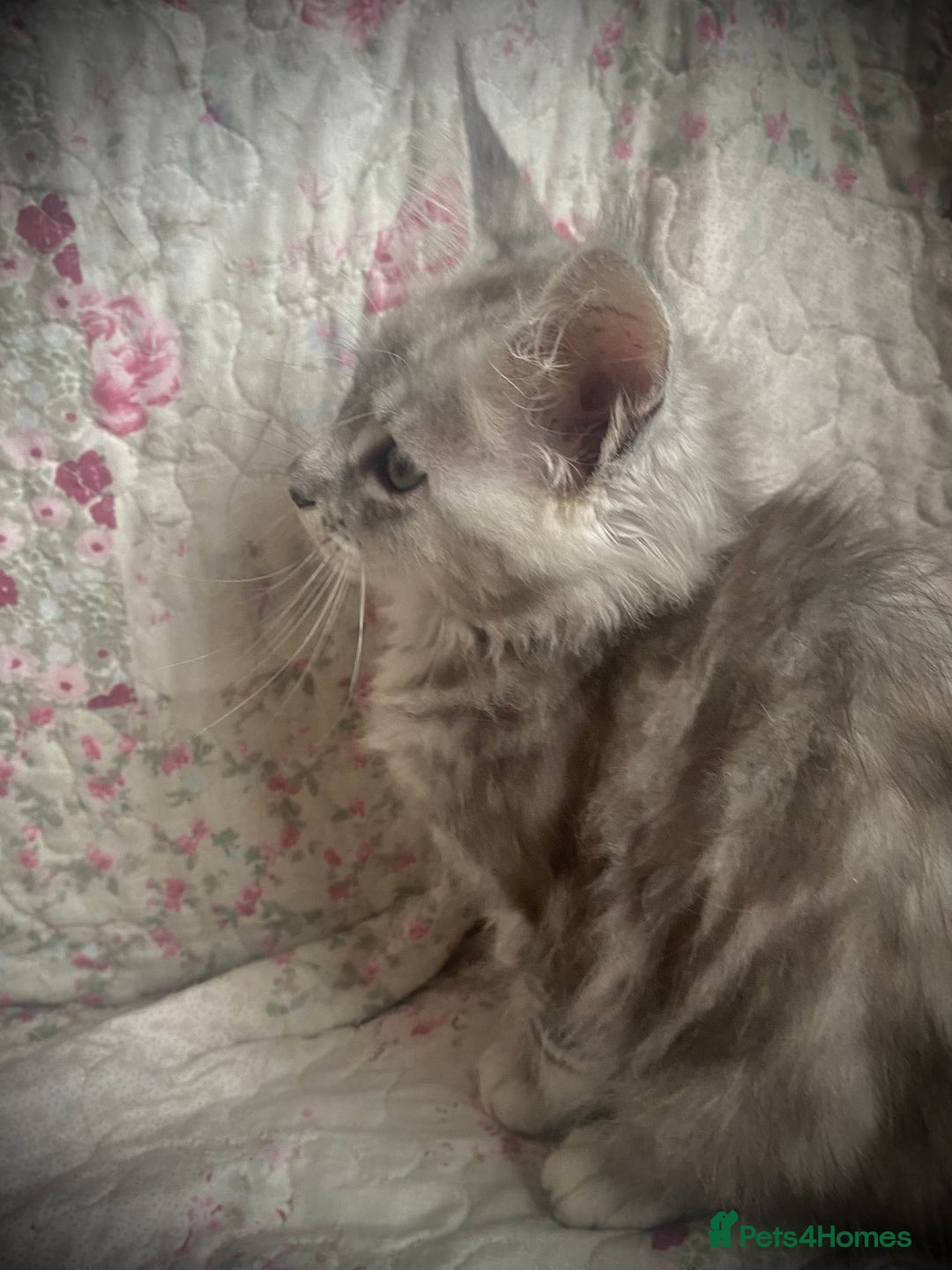 Maine Coon cats for sale: Full Maine Coon kittens Parents fully tested - Advert 4