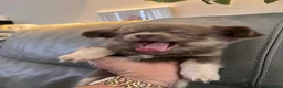Chihuahua dogs for sale: READY NOW - Long coat chihuahua puppies - Advert 7