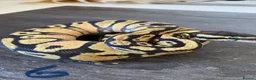 Python Snake reptiles for sale: Hatchling royal pythons. - Advert 14
