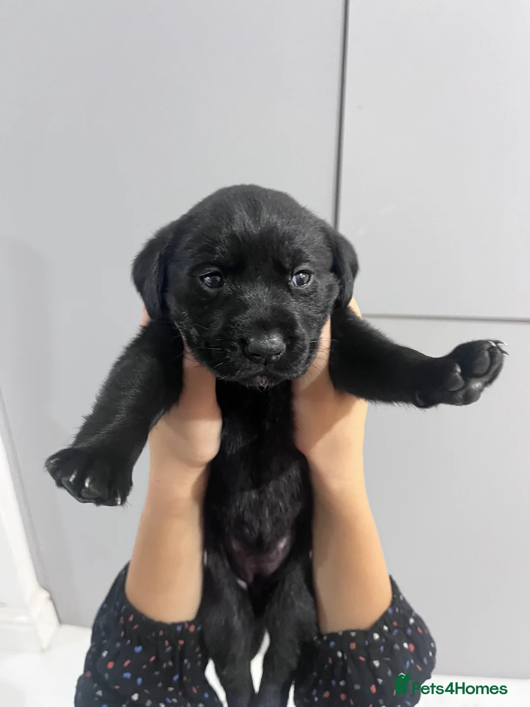 Labrador Retriever dogs for sale: 🫶🏻KC Lab Retriever 11.10.2026  - Advert 12