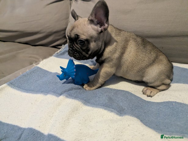 French Bulldog dogs - Advert 3