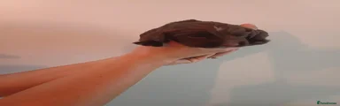 Sprocker 7