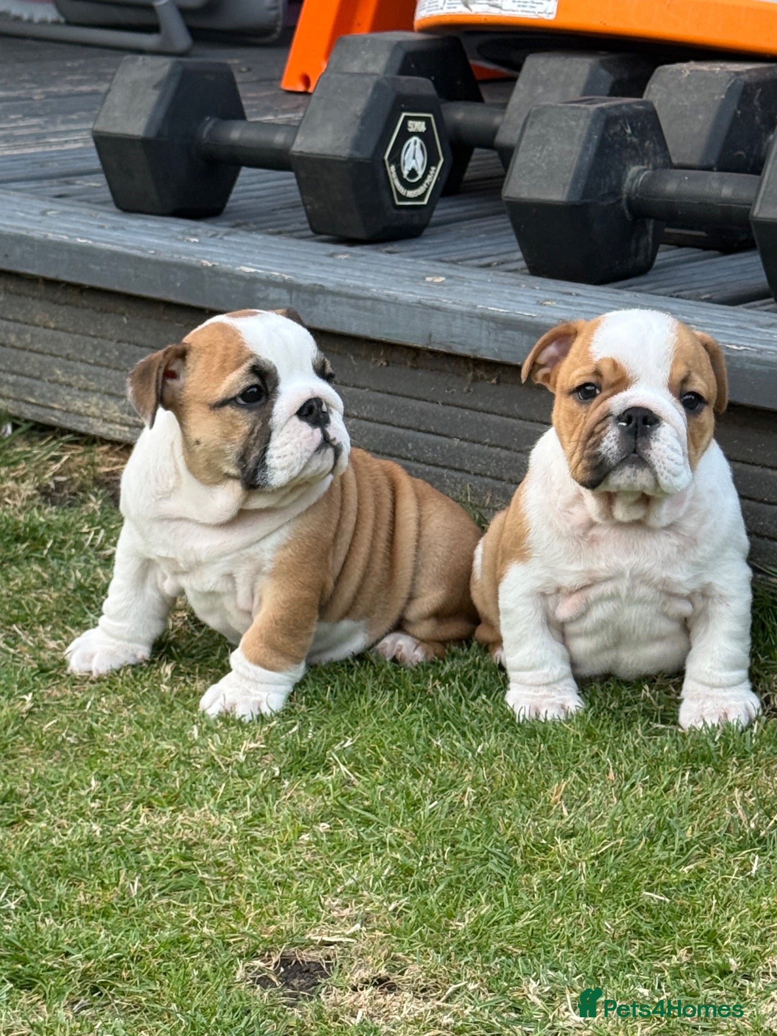 English Bulldog dogs ⭐️BULLDOG PUPPIES FROM BRITISHGOLD⭐️ - Advert 1