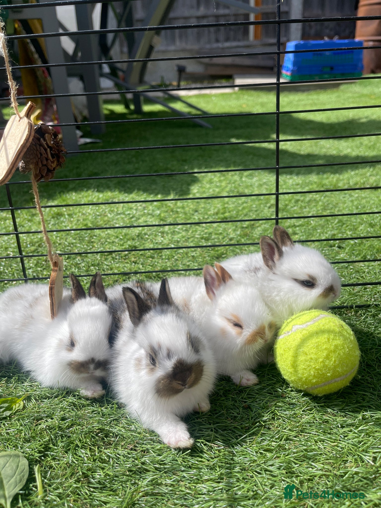 Mixed Breed rabbits English Spot X Dutch - Advert 2