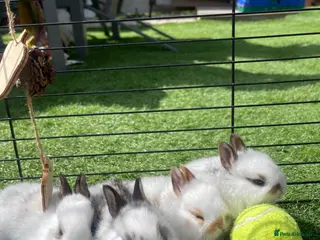 Mixed Breed rabbits English Spot X Dutch - Advert 1