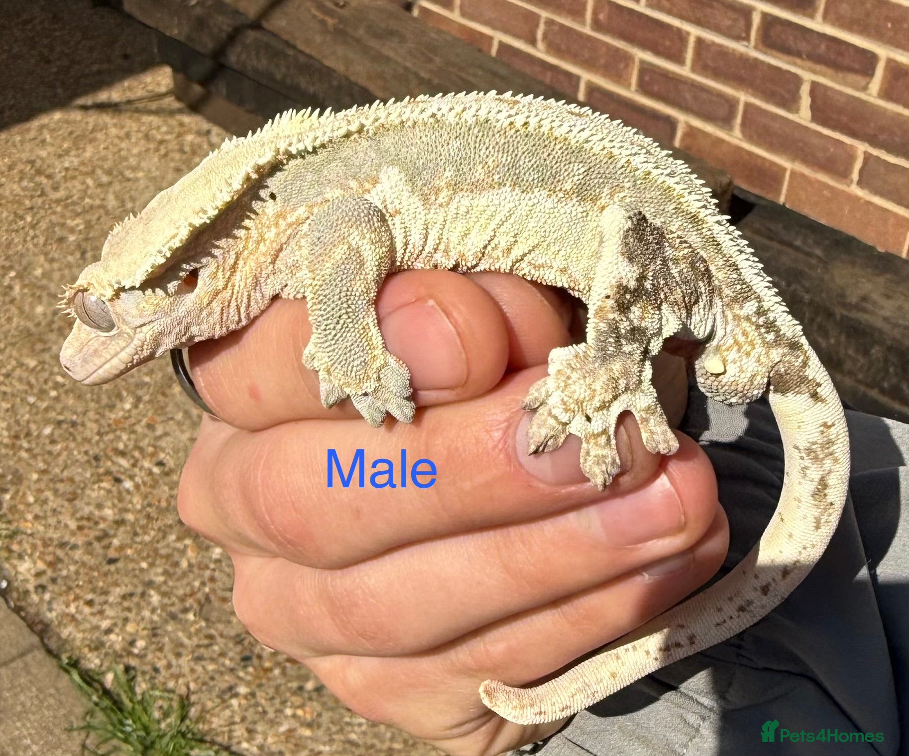 Gecko reptiles Male cresties  and setup  - Advert 4