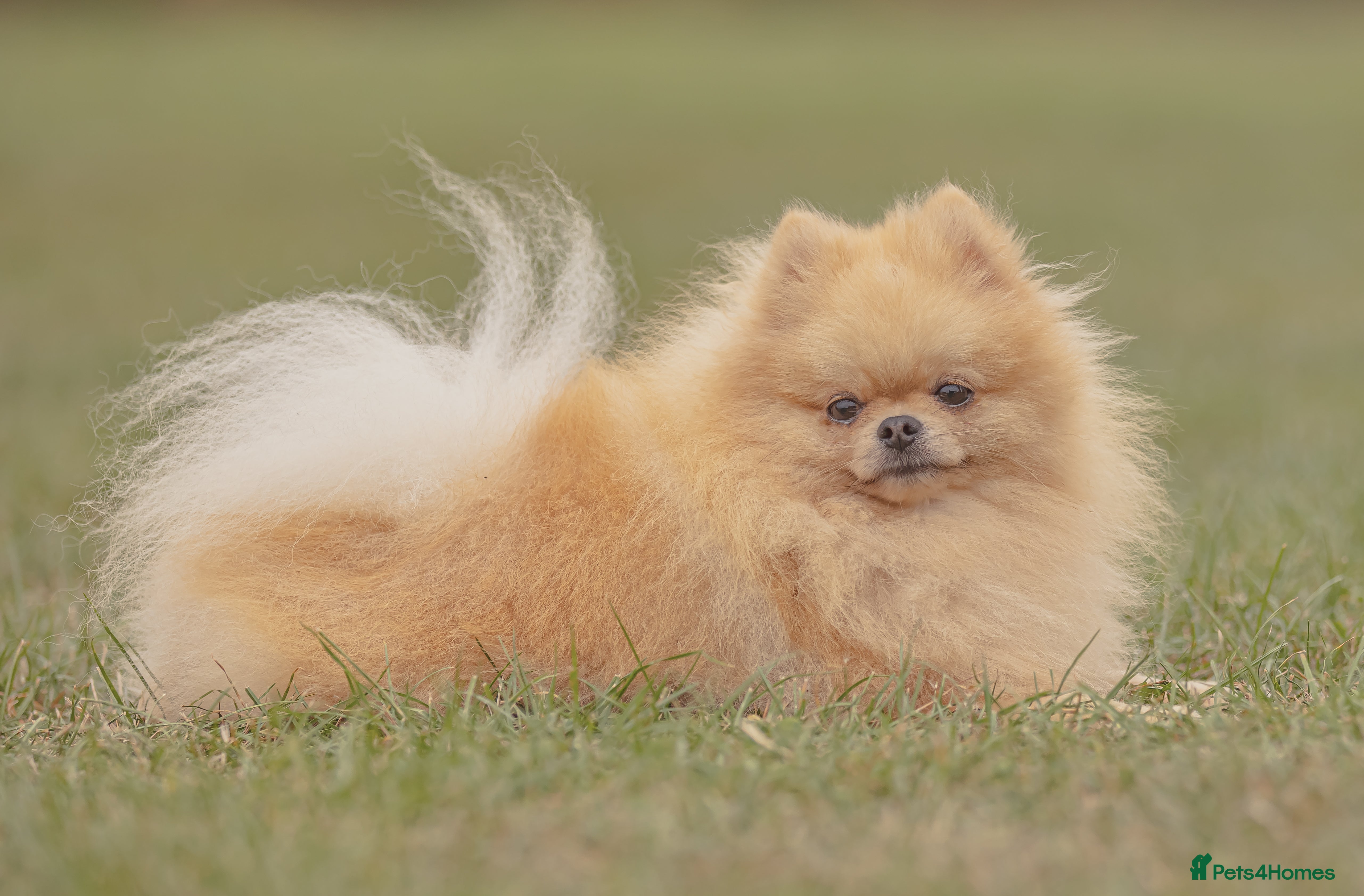 Pomeranian dogs Prince George Bridgeton 👑 - Advert 11