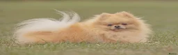 Pomeranian dogs for stud: Prince George Bridgeton 👑 - Advert 8