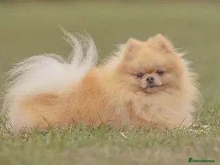 Pomeranian dogs Prince George Bridgeton 👑 - Advert 11