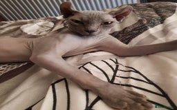 Sphynx cats for sale: Sphynx girl 7 years old - Image 3