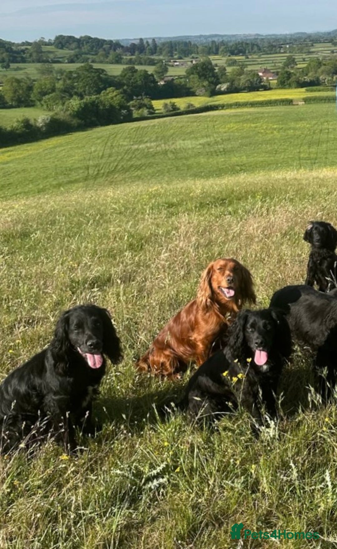Mixed Breed dogs for sale: Gorgeous litter of 8 x F1 Sprocker Spaniels - Image 10