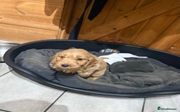 Cockapoo dogs for sale: F1 cockapoo puppies DNA HEALTH TEST CLEAR - Image 15