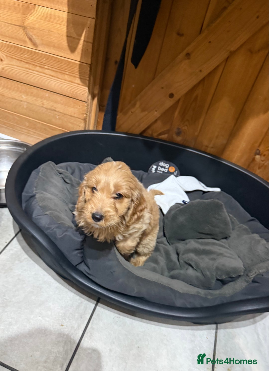 Cockapoo dogs for sale: F1 cockapoo puppies DNA HEALTH TEST CLEAR - Image 15