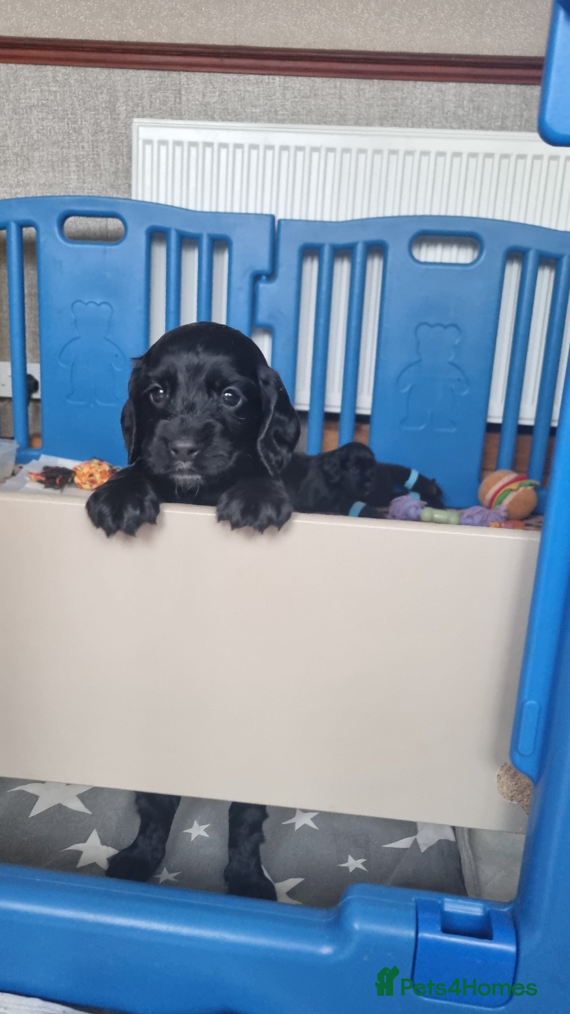 Cocker Spaniel dogs Adorable Cocker Spaniel Puppies for Sale 🐾 - Advert 2