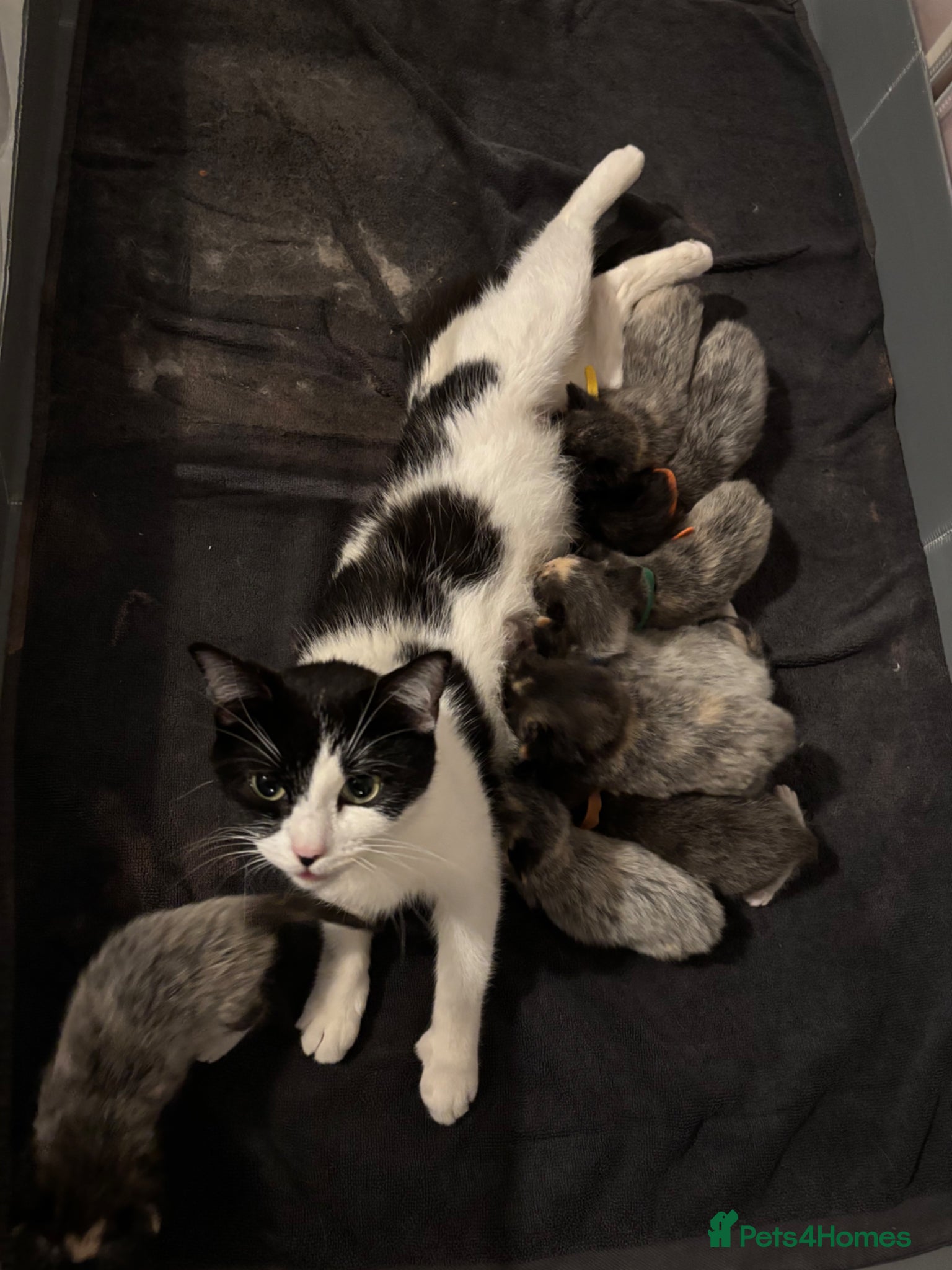 Ragdoll cats Ragdoll x dsh kittens - Advert 3