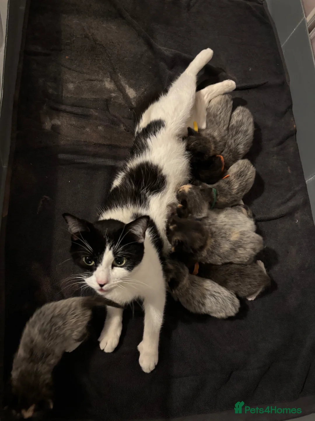 Ragdoll cats for sale: Ragdoll x dsh kittens - Advert 1