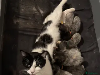 Ragdoll cats Ragdoll x dsh kittens - Advert 1