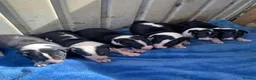 Bull Terrier dogs for stud: Proven Bull terrier stud x 2 - Advert 7