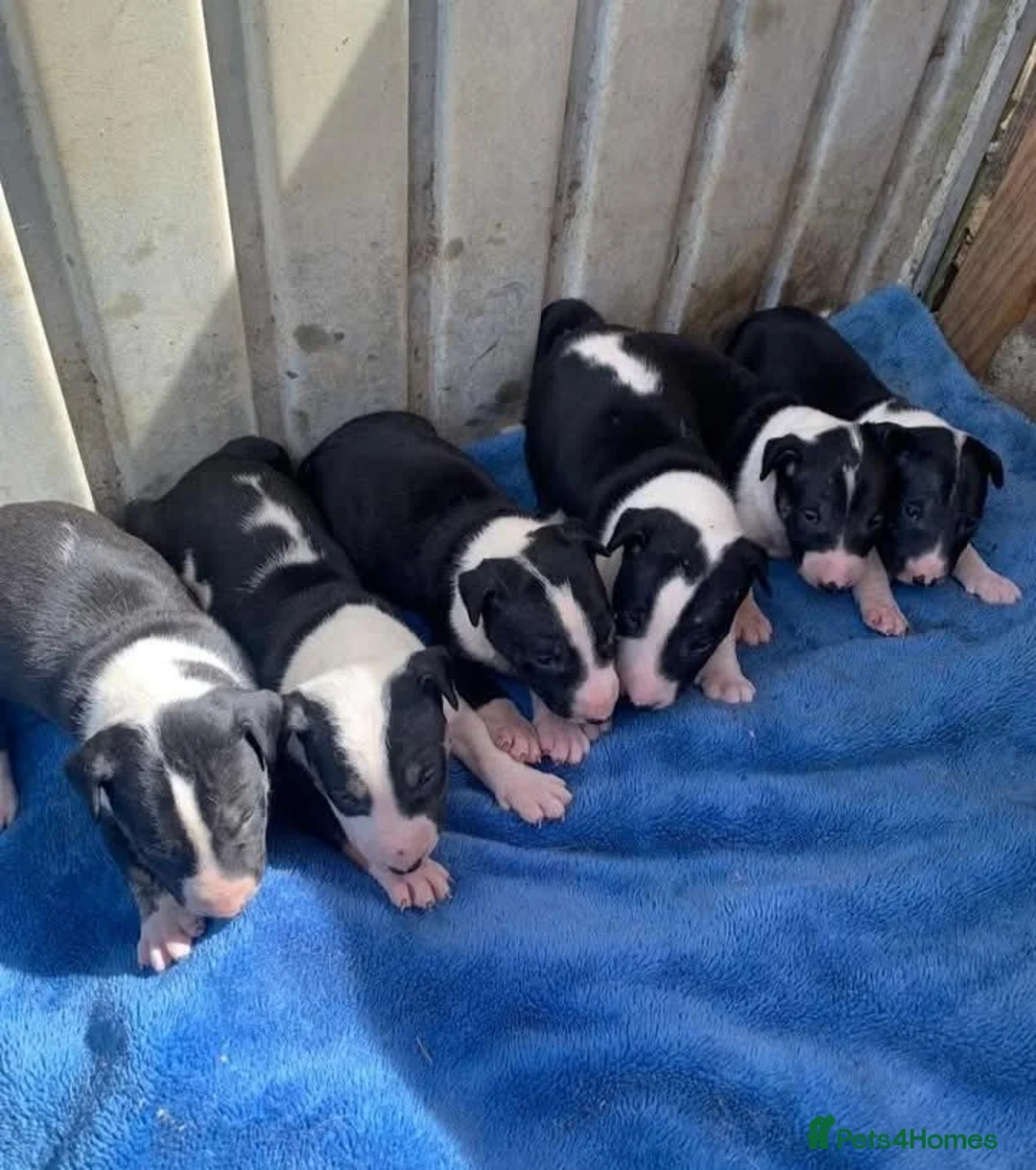 Bull Terrier dogs for stud: Proven Bull terrier stud x 2 - Advert 7