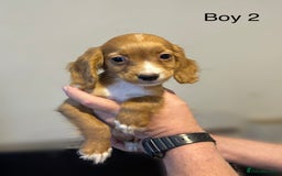 Cocker Spaniel dogs for sale: Beautiful cocker spaniel puppies ready now - Image 8