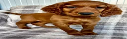 Irish Setter dogs for sale: Out standing litter of Irish setter puppies  - Advert 7