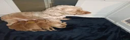 Cockapoo dogs for sale: F1b cockapoo puppies  - Advert 7